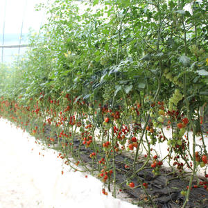 Serra commerciale del tunnel del polytunnel agricolo per il pomodoro del fungo con il sistema di raffreddamento idroponico - Product Image 4