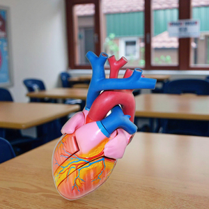Nhựa tim giải phẫu mô hình cơ quan con người sinh học Giảng Dạy Trình diễn y tế giải thích 5 6 lần - Product Image 4