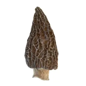 공장 공급 베스트셀러 Morchella Esculenta