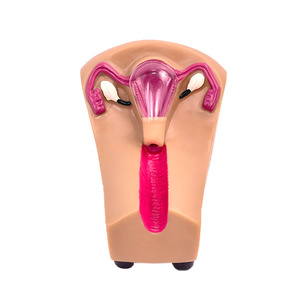 Modelo de Entrenamiento para la Colocación de Contraceptivos Intrauterinos en Mujeres - Product Image 5