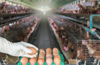 Poudre probiotique de poulet en vrac Bacillus Subtilis additif d'alimentation animale pour l'amélioration de la santé de la volaille