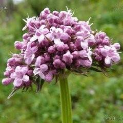 <span class=keywords><strong>Precio</strong></span> de fábrica, suplemento saludable de alta calidad, extracto de raíz de <span class=keywords><strong>valeriana</strong></span>, Extracto de planta en polvo, ácido valerénico - Product Image 5