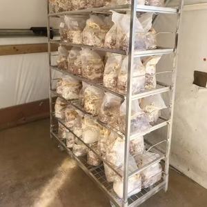 स्टेनलेस स्टील मशरूम बढ़ते रैक 4 पहियों एंटी-क्रस्टी धातु स्टील मशरूम उगाने वाली कार्ट - Product Image 1