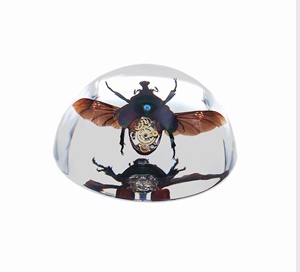 Thiết bị trường học khoa học công cụ học tập taxidermy Punk côn trùng Mô hình giảng dạy cho bé - Product Image 2