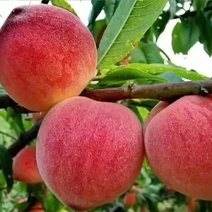 Sichuan <span class=keywords><strong>Miel</strong></span> Melocotones Frescos Junio a Agosto Pico 200-300g Por Fruta 5-8kg Por Cartón 12-16 ° Brix Azúcar - Product Image 5