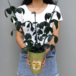 Yunnan ดอกไม้นิรันดร์วัสดุ <span class=keywords><strong>DIY</strong></span> กิ่งใบเครื่องประดับเจ้าชายน้อยแก้วโดมวันวาเลนไทน์วันอีสเตอร์ปีใหม่ - Product Image 1