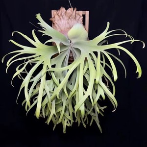 Staghorn Fern Epiphyte <b>Wall</b> Mounted Planting Board Rectangle Solid Wood <b>Display</b> Shelves - Product Image 1