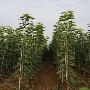 Tige de frp solide flexible tiges rondes en fibre de verre tiges en fibre de verre - Product Image 6