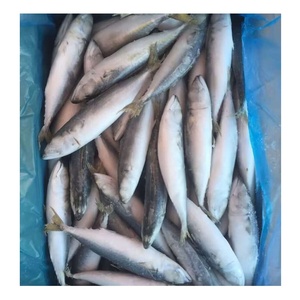 Sgombro del Pacifico Congelato BQF, Pesce Fresco Congelato, Sgombro <span class=keywords><strong>Blu</strong></span> per Commercio all'Ingrosso Globale di Prodotti Ittici - Product Image 6