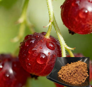 <span class=keywords><strong>Chaste</strong></span> ağacı Berry özü tozu <span class=keywords><strong>Chaste</strong></span> ağacı Berry özü Chasteberry özü Proanthocyanidins Multivitamins ile - Product Image 1