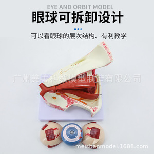 Modèle d'œil, modèle agrandi de l'œil et de l'orbite, modèle anatomique des muscles extraoculaires, démonstration structurelle pour - Product Image 5