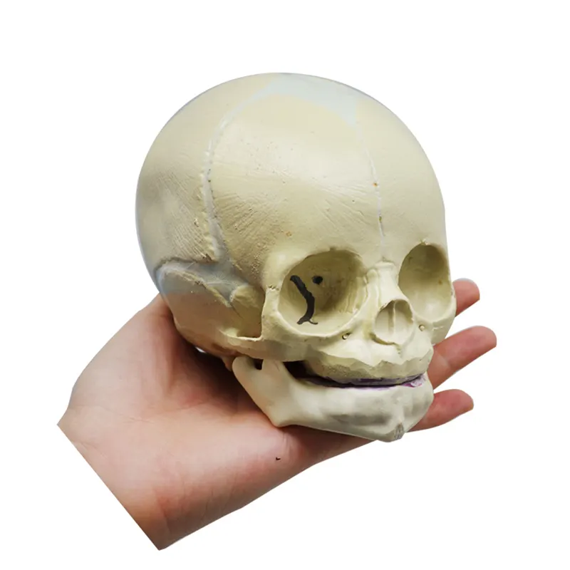 SY-N01601 anatomy medical science natural size baby skull fetal skull teaching model