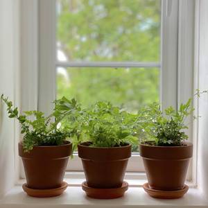 Kit <span class=keywords><strong>de</strong></span> coffret cadeau miniature personnalisé pour jardin d'herbes <span class=keywords><strong>en</strong></span> <span class=keywords><strong>terre</strong></span> cuite Petit <span class=keywords><strong>pot</strong></span> <span class=keywords><strong>de</strong></span> fleurs pour pépinière d'extérieur ou <span class=keywords><strong>de</strong></span> maison Cultivez vos propres herbes - Product Image 3