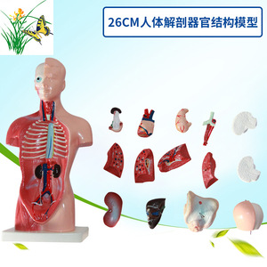 Modelo de anatomía humana de 28 cm (ortuga, órganos internos, corazón), material didáctico médico, esqueleto, juguete educativo para niños - Product Image 1