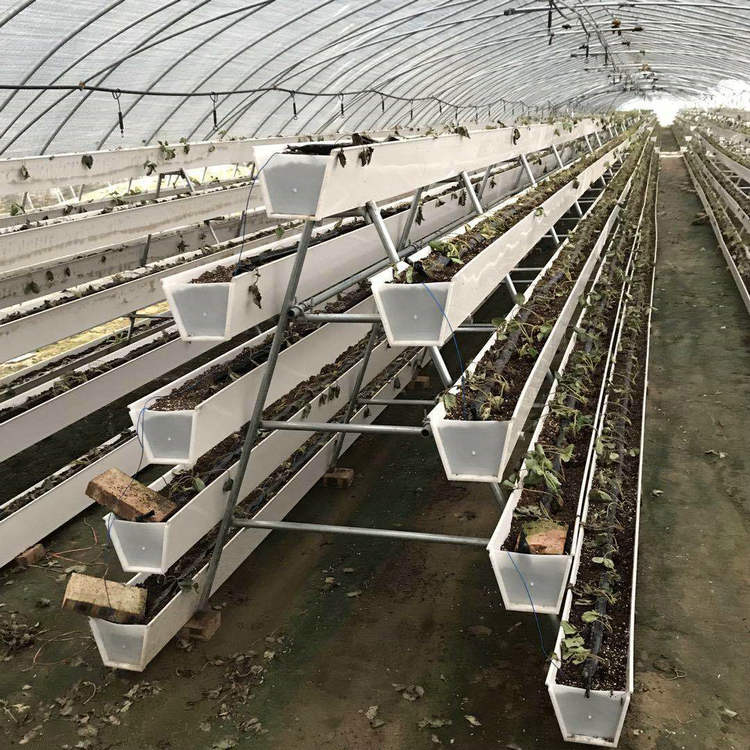 Sistemas de crescimento de morango para greenhouse