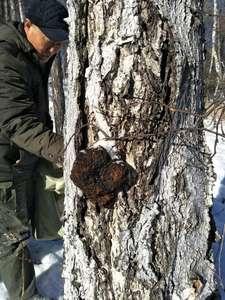 Qinshantang 30% Beta glucano organico Chaga fungo estratto naturale polisaccaridi in polvere frutta selvatica bottiglia per uso alimentare - Product Image 3