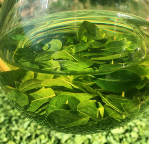 Premium kalite notu doğal <span class=keywords><strong>Moringa</strong></span> <span class=keywords><strong>Oleifera</strong></span> çay için <span class=keywords><strong>Moringa</strong></span> kurutulmuş yaprak bırakır - Product Image 4