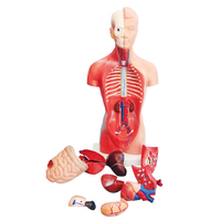 Modelo de anatomía corporal anatómica humana de 85cm de ciencia médica a la venta