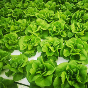 Hidroponía <span class=keywords><strong>Cultivo</strong></span> en aguas profundas Balsa flotante Green House balsas flotantes para cultivar verduras en invernadero comercial - Product Image 4