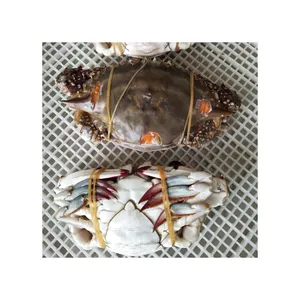 Low Price Guaranteed Quality Frozen Blue Swimming Crab With Roe Suppliers