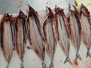 Un fournisseur de produits de la mer exporte <span class=keywords><strong>du</strong></span> poisson frais de mer congelé en vrac poisson Saury <span class=keywords><strong>du</strong></span> Pacifique pour le marché alimentaire africain - Product Image 3