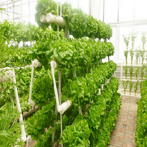 Hydro ponics Growing System 36 Standorte PVC-U rohre in Lebensmittel qualität Indoor Planting Kit mit <span class=keywords><strong>Pump</strong></span> Basket White Sponge - Product Image 6