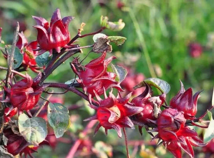 Thai Roselle Seeds Bulk Wholesale Export Quality Rich Flavor High Quality Shipping from Thailand