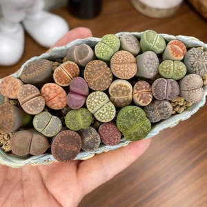 Expédition rapide lithops Succulentes jardin aménagement paysager plantes artificielles décor de jardin - Product Image 5