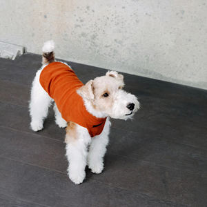 Ropa personalizada para el hogar de mascotas, ropa personalizada para perros y gatos, ropa navideña para perros - Product Image 4