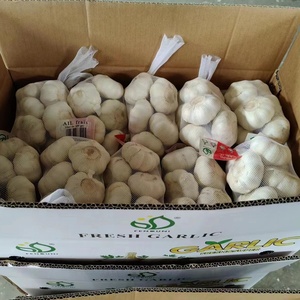 Embalaje <span class=keywords><strong>de</strong></span> ajo Premium en bolsa <span class=keywords><strong>de</strong></span> malla <span class=keywords><strong>de</strong></span> color púrpura, 3P/5P/6P por bolsa, 10KG/CARTON, Exportación <span class=keywords><strong>Colombia</strong></span>, Chile - Product Image 5