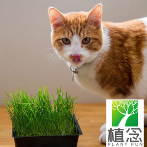 Vente en gros Kit d'herbe à chat biologique Remède naturel pour le contrôle de la digestion Planteur de chat blanc pour <span class=keywords><strong>chats</strong></span> et chiens pour le <span class=keywords><strong>jardin</strong></span> - Product Image 4