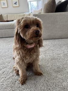 <span class=keywords><strong>Collar</strong></span> de Adiestramiento Antiladridos para Perros, Modelo <span class=keywords><strong>2026</strong></span>, Impermeable, de Plástico, con Pantalla, Modos de Vibración y Choque, para Comercio Electrónico - Product Image 5