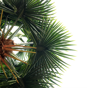 decoraciones de plástico verde de los árboles de <span class=keywords><strong>coco</strong></span> fecha hojas de palma Artificial Palma árbol hojas - Product Image 3