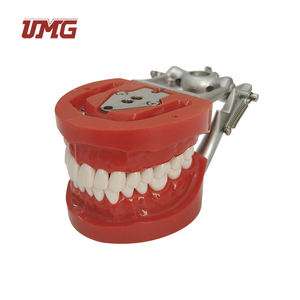 Typo't modello di denti modello di addestramento per impianti dentali modello dentale in plastica di denti - Product Image 2