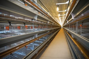 Equipo para Avicultura, Jaula para Gallinas Ponedoras, Diseño de Alta Densidad que Ahorra Espacio, Sistema Automático de Eliminación de Estiércol para Granjas Avícolas - Product Image 2
