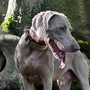 New Pet <strong>Collar</strong> Explosion-Proof Anti-Tear <strong>Dog</strong> <strong>Collar</strong> <strong>Tactical</strong> <strong>Collar</strong> for Medium and Large <strong>Dogs</strong> Wholesale in Stock - Product Image 5