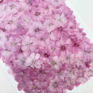 Fleur de cerisier rose séché à la main belle fleur pressée pour Nail Art signet bricolage résine coque de téléphone 1 sac 12 pièces - Product Image 4