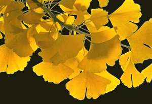 하이 퀄리티 은행 나무 <span class=keywords><strong>biloba</strong></span> 추출물 24% 플라보노이드 은행 나무 <span class=keywords><strong>biloba</strong></span> - Product Image 2