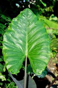 Colección Premium de Alocasia, Exótica Planta de Hoja de Elefante, Follaje Tropical Raro, Proveedor de Plantas Vivas de Indonesia - Product Image 3