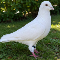 Traceur de pigeons miniature L-92 22g ultra-léger Bluetooth, fabriqué en Chine, best-seller transfrontalier, pour le positionnement des oiseaux