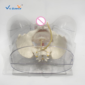Simulateur d'<span class=keywords><strong>insertion</strong></span> de cathéter urétral transparent avec affichage de gonflage du ballon pour la formation infirmière CE ISO ROHS CNAS - Product Image 5