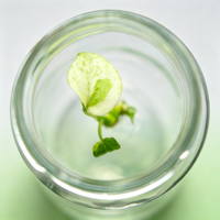 Décoration de bureau et d'étagère : Feuille de Monstera crème marbrée et variée pour la maison et le bureau