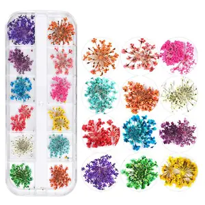 NNew 12 Grids 3D Nail Art Decoration Natural Real Dried Flowers Sun Flower Chrysanthemum For UV Gel Acrylic Nail Art