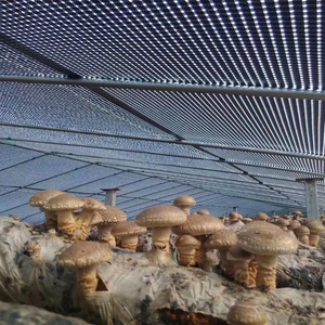 Bâche en HDPE imperméable anti-UV, film de <span class=keywords><strong>serre</strong></span> tissé à grille noir et blanc - Product Image 5