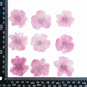 Fleur de cerisier rose séché à la main belle fleur pressée pour Nail Art signet bricolage résine coque de téléphone 1 sac 12 pièces - Product Image 6