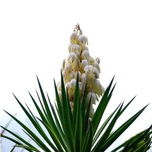 <span class=keywords><strong>Yucca</strong></span> <span class=keywords><strong>Extract</strong></span> Poeder Fabriek Levering <span class=keywords><strong>Yucca</strong></span> <span class=keywords><strong>Extract</strong></span> Poeder Hoge Kwaliteit Sarsaponine <span class=keywords><strong>Yucca</strong></span> Poeder - Product Image 3