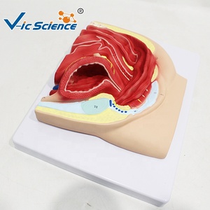 Modèle anatomique de la <span class=keywords><strong>cavité</strong></span> pelvienne féminine en vue sagittale, modèle pédagogique de section sagittale du bassin en gynécologie - Product Image 2