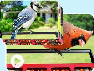 Mangeoire Anti Écureuil Caméra Intelligente Haute Définition Regarder Coquille En Métal Colibri Sauvage Mangeoire À Oiseaux Cage - Product Image 4