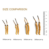 Cordyceps Sinensis Seco (Dong Chong Xia Cao) en Frasco, 3000 Piezas