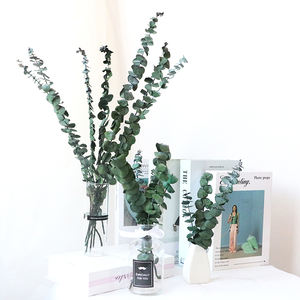 Vente en gros de <span class=keywords><strong>fleurs</strong></span> d'eucalyptus <span class=keywords><strong>stabilisées</strong></span> en feuilles d'eucalyptus de haute qualité pour les occasions de remise de diplômes bon marché - Product Image 1